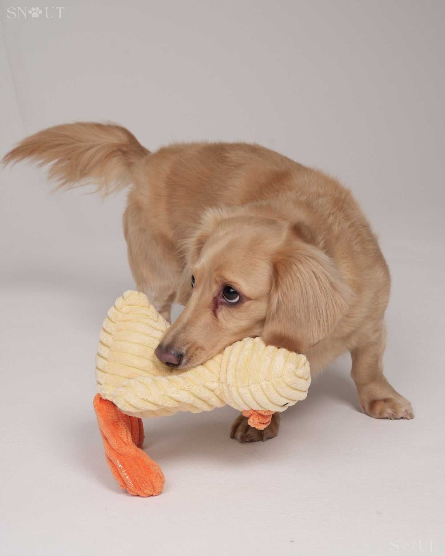 Knuffel Diertje